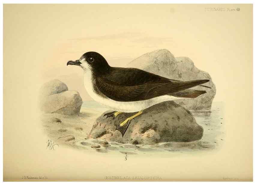 Reproducción/Reproduction 33760451828: A monograph of the petrels (order Tubinares) /. London :Witherby & Co. ...,1907-1910.. 