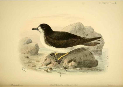 Reproducción/Reproduction 33760451828: A monograph of the petrels (order Tubinares) /. London :Witherby & Co. ...,1907-1910.. 