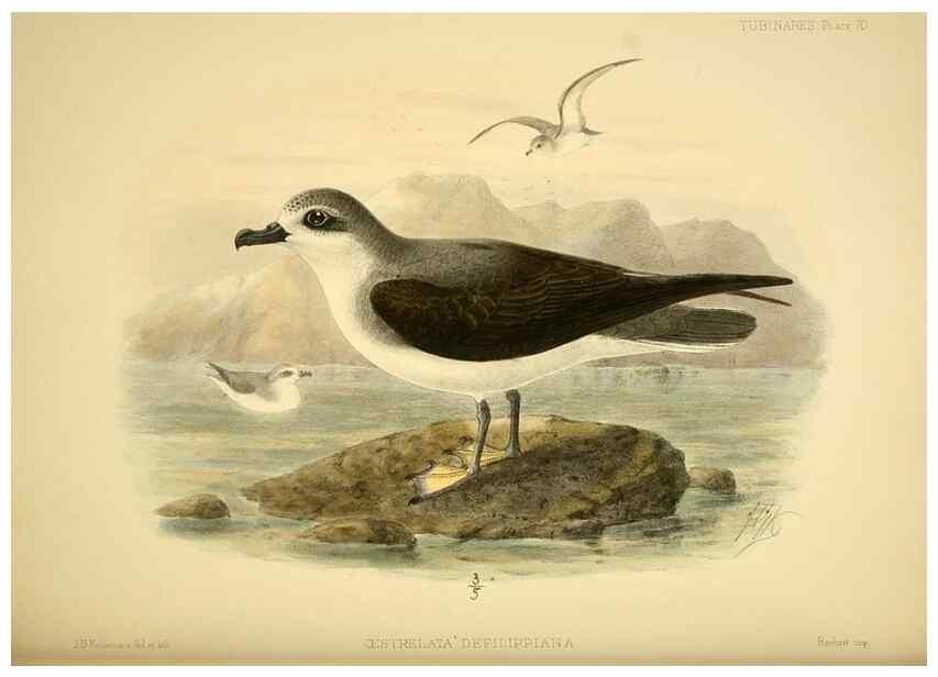 Reproducción/Reproduction 32695290877: A monograph of the petrels (order Tubinares) /. London :Witherby & Co. ...,1907-1910.. 