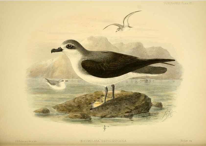 Reproducción/Reproduction 32695290877: A monograph of the petrels (order Tubinares) /. London :Witherby & Co. ...,1907-1910.. 