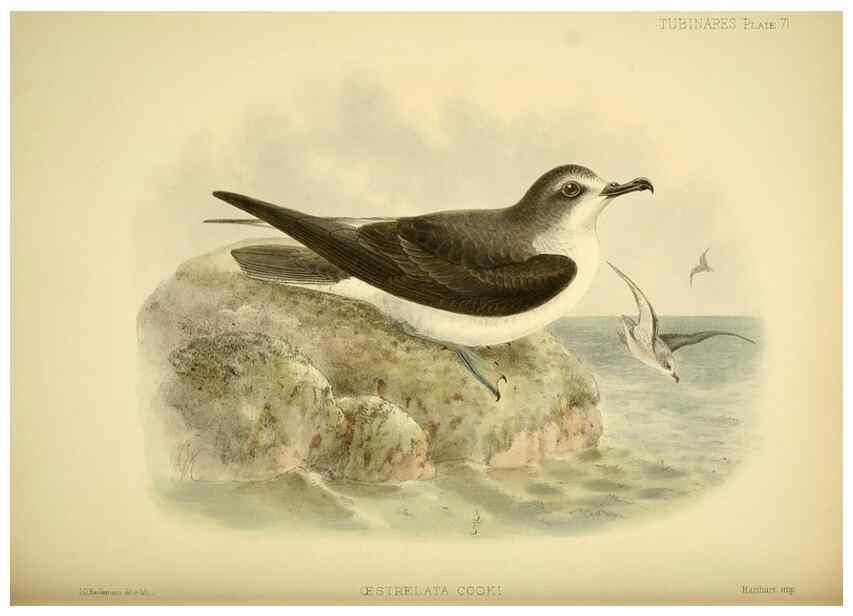 Reproducción/Reproduction 46913608854: A monograph of the petrels (order Tubinares) /. London :Witherby & Co. ...,1907-1910.. 