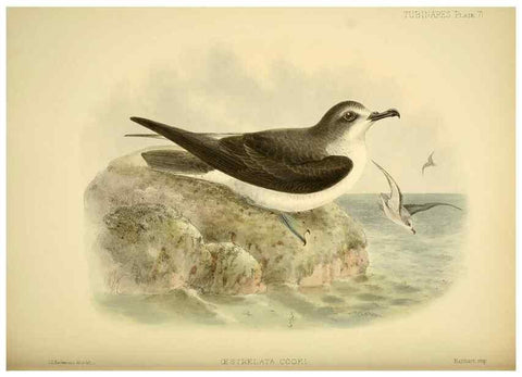 Reproducción/Reproduction 46913608854: A monograph of the petrels (order Tubinares) /. London :Witherby & Co. ...,1907-1910.. 