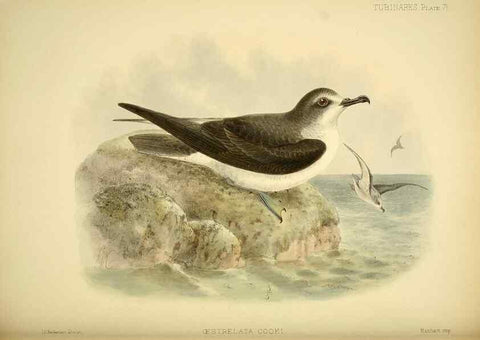 Reproducción/Reproduction 46913608854: A monograph of the petrels (order Tubinares) /. London :Witherby & Co. ...,1907-1910.. 