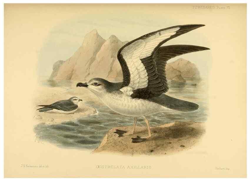 Reproducción/Reproduction 46913609274: A monograph of the petrels (order Tubinares) /. London :Witherby & Co. ...,1907-1910.. 