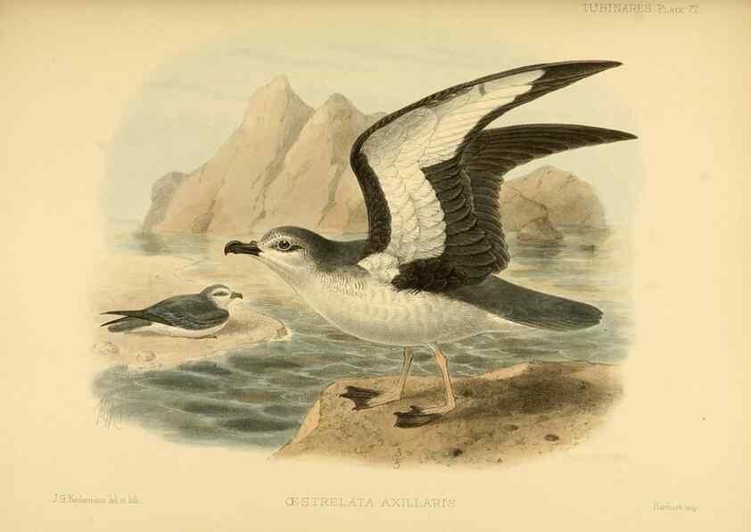 Reproducción/Reproduction 46913609274: A monograph of the petrels (order Tubinares) /. London :Witherby & Co. ...,1907-1910.. 