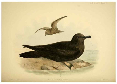 Reproducción/Reproduction 46722215175: A monograph of the petrels (order Tubinares) /. London :Witherby & Co. ...,1907-1910.. 