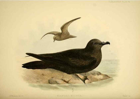 Reproducción/Reproduction 46722215175: A monograph of the petrels (order Tubinares) /. London :Witherby & Co. ...,1907-1910.. 