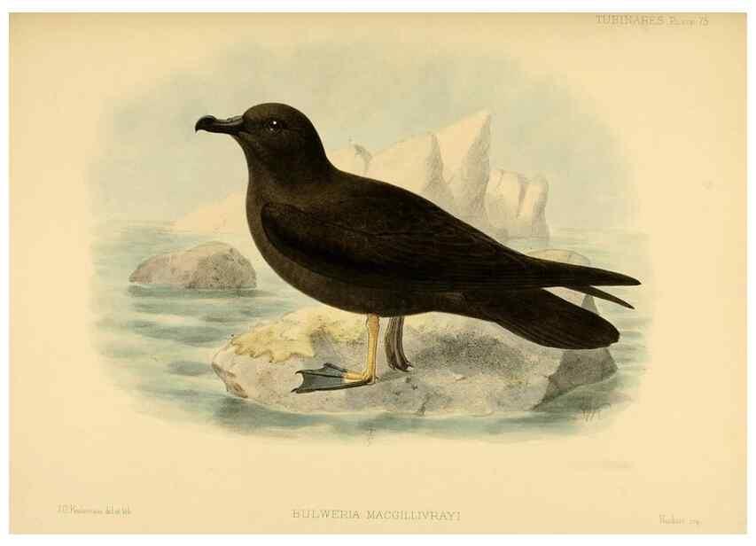 Reproducción/Reproduction 47637911421: A monograph of the petrels (order Tubinares) /. London :Witherby & Co. ...,1907-1910.. 