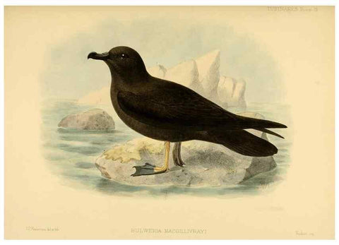 Reproducción/Reproduction 47637911421: A monograph of the petrels (order Tubinares) /. London :Witherby & Co. ...,1907-1910.. 