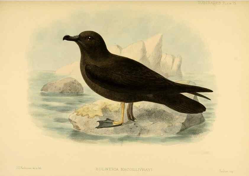 Reproducción/Reproduction 47637911421: A monograph of the petrels (order Tubinares) /. London :Witherby & Co. ...,1907-1910.. 