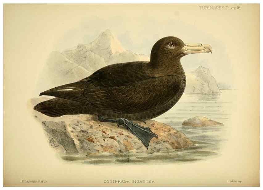 Reproducción/Reproduction 47637911861: A monograph of the petrels (order Tubinares) /. London :Witherby & Co. ...,1907-1910.. 