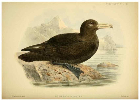 Reproducción/Reproduction 47637911861: A monograph of the petrels (order Tubinares) /. London :Witherby & Co. ...,1907-1910.. 