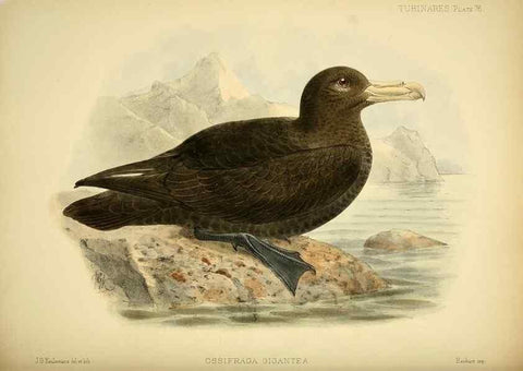 Reproducción/Reproduction 47637911861: A monograph of the petrels (order Tubinares) /. London :Witherby & Co. ...,1907-1910.. 