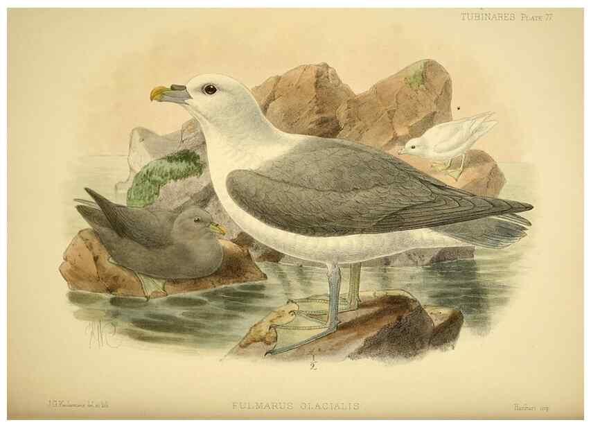 Reproducción/Reproduction 47637912571: A monograph of the petrels (order Tubinares) /. London :Witherby & Co. ...,1907-1910.. 