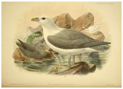 Reproducción/Reproduction 47637912571: A monograph of the petrels (order Tubinares) /. London :Witherby & Co. ...,1907-1910.. 