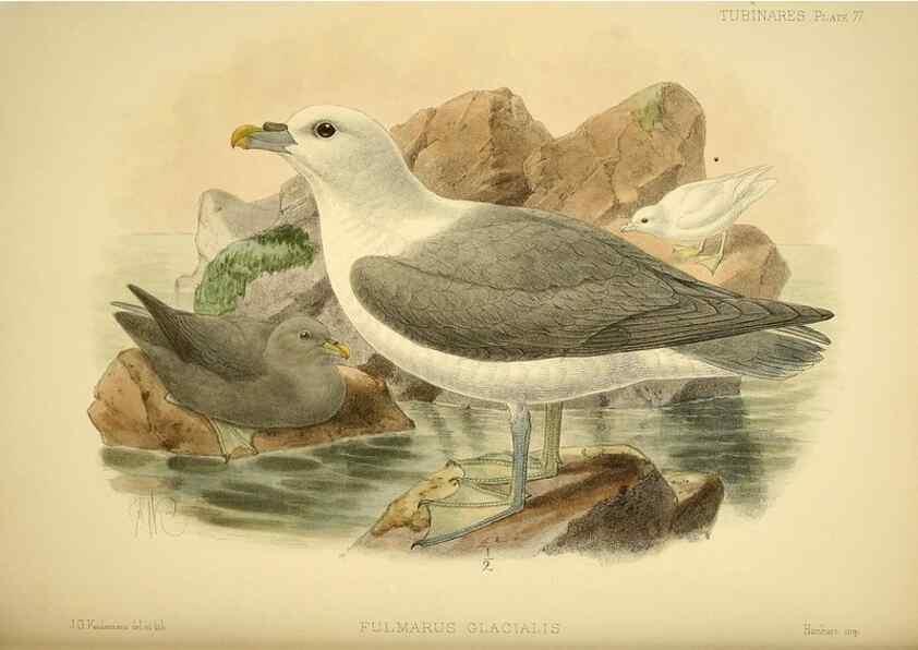 Reproducción/Reproduction 47637912571: A monograph of the petrels (order Tubinares) /. London :Witherby & Co. ...,1907-1910.. 