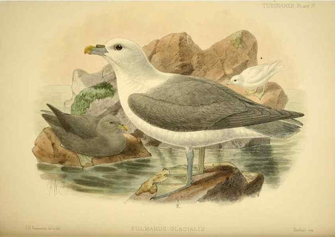 Reproducción/Reproduction 47637912571: A monograph of the petrels (order Tubinares) /. London :Witherby & Co. ...,1907-1910.. 