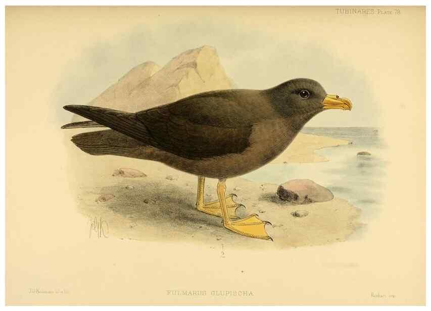 Reproducción/Reproduction 33760456808: A monograph of the petrels (order Tubinares) /. London :Witherby & Co. ...,1907-1910.. 