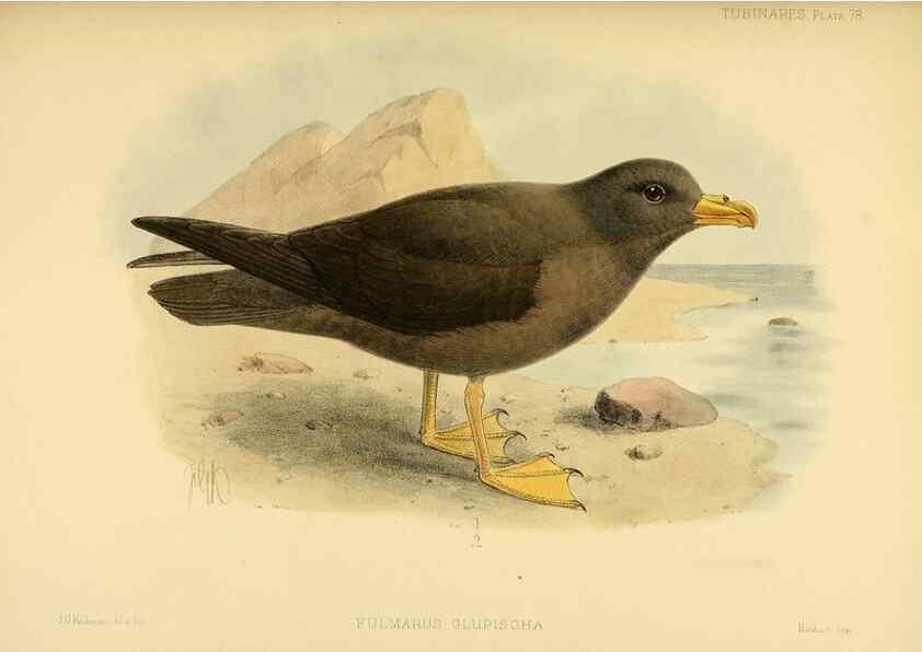 Reproducción/Reproduction 33760456808: A monograph of the petrels (order Tubinares) /. London :Witherby & Co. ...,1907-1910.. 