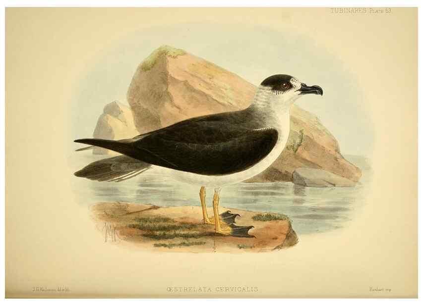 Reproducción/Reproduction 46913603294: A monograph of the petrels (order Tubinares) /. London :Witherby & Co. ...,1907-1910.. 