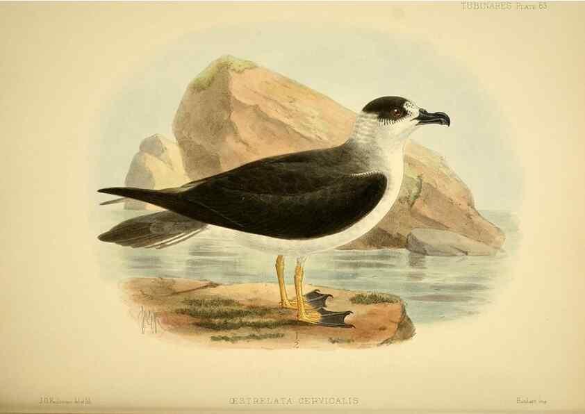Reproducción/Reproduction 46913603294: A monograph of the petrels (order Tubinares) /. London :Witherby & Co. ...,1907-1910.. 