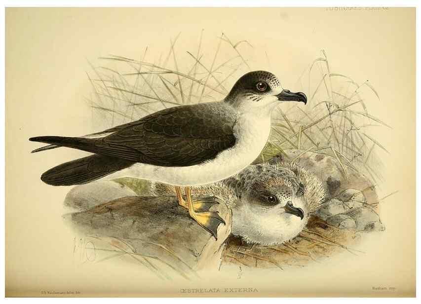 Reproducción/Reproduction 46913602644: A monograph of the petrels (order Tubinares) /. London :Witherby & Co. ...,1907-1910.. 