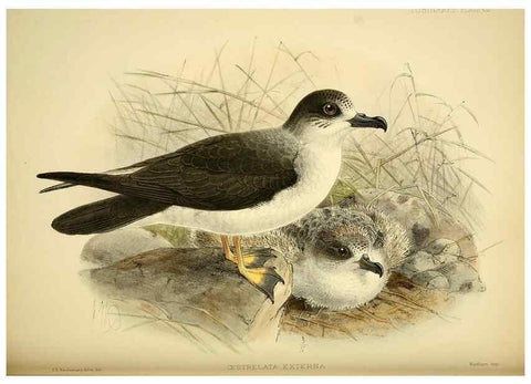Reproducción/Reproduction 46913602644: A monograph of the petrels (order Tubinares) /. London :Witherby & Co. ...,1907-1910.. 