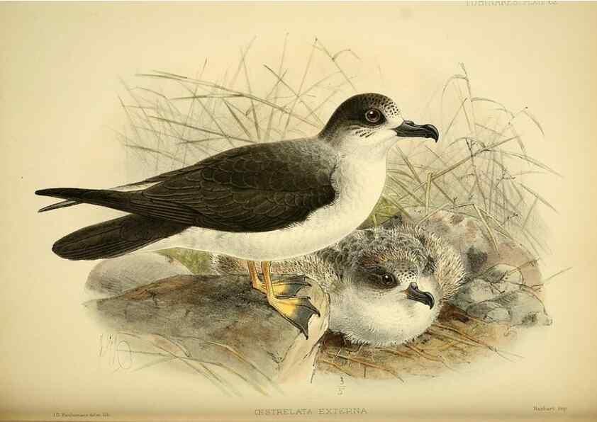 Reproducción/Reproduction 46913602644: A monograph of the petrels (order Tubinares) /. London :Witherby & Co. ...,1907-1910.. 