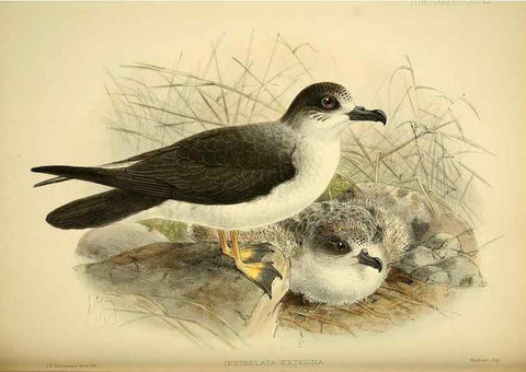 Reproducción/Reproduction 46913602644: A monograph of the petrels (order Tubinares) /. London :Witherby & Co. ...,1907-1910.. 