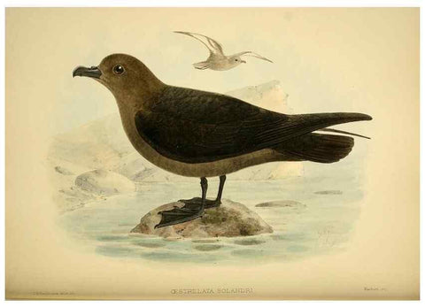 Reproducción/Reproduction 40671328363: A monograph of the petrels (order Tubinares) /. London :Witherby & Co. ...,1907-1910.. 