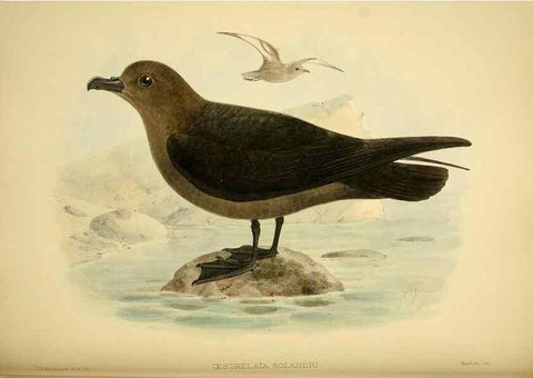 Reproducción/Reproduction 40671328363: A monograph of the petrels (order Tubinares) /. London :Witherby & Co. ...,1907-1910.. 