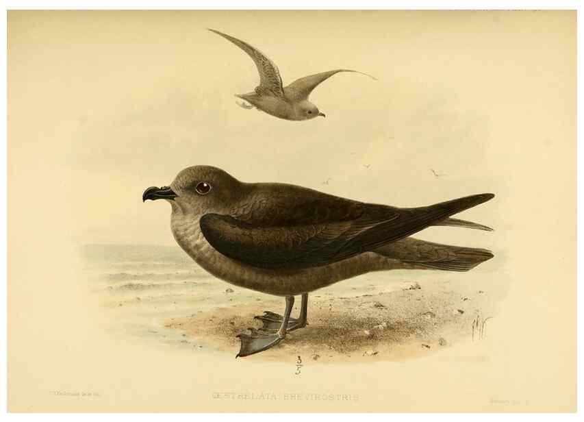 Reproducción/Reproduction 40671327993: A monograph of the petrels (order Tubinares) /. London :Witherby & Co. ...,1907-1910.. 
