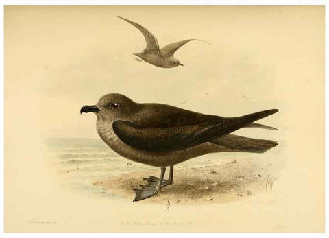 Reproducción/Reproduction 40671327993: A monograph of the petrels (order Tubinares) /. London :Witherby & Co. ...,1907-1910.. 