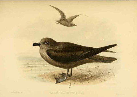 Reproducción/Reproduction 40671327993: A monograph of the petrels (order Tubinares) /. London :Witherby & Co. ...,1907-1910.. 