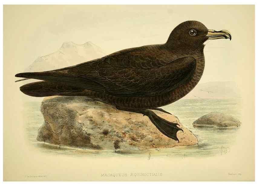Reproducción/Reproduction 47585105592: A monograph of the petrels (order Tubinares) /. London :Witherby & Co. ...,1907-1910.. 