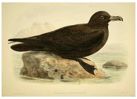 Reproducción/Reproduction 47585105592: A monograph of the petrels (order Tubinares) /. London :Witherby & Co. ...,1907-1910.. 