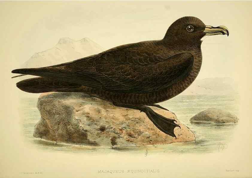Reproducción/Reproduction 47585105592: A monograph of the petrels (order Tubinares) /. London :Witherby & Co. ...,1907-1910.. 