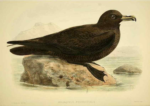 Reproducción/Reproduction 47585105592: A monograph of the petrels (order Tubinares) /. London :Witherby & Co. ...,1907-1910.. 