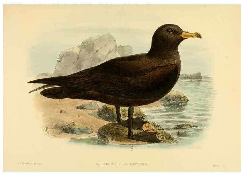 Reproducción/Reproduction 46913596374: A monograph of the petrels (order Tubinares) /. London :Witherby & Co. ...,1907-1910.. 