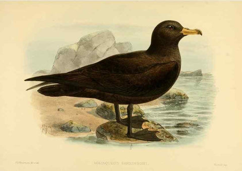 Reproducción/Reproduction 46913596374: A monograph of the petrels (order Tubinares) /. London :Witherby & Co. ...,1907-1910.. 