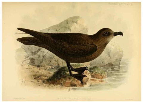 Reproducción/Reproduction 47585106522: A monograph of the petrels (order Tubinares) /. London :Witherby & Co. ...,1907-1910.. 