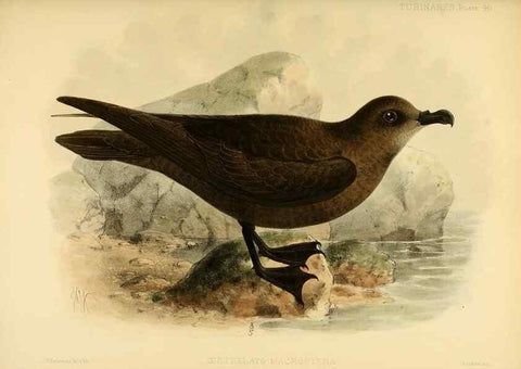 Reproducción/Reproduction 47585106522: A monograph of the petrels (order Tubinares) /. London :Witherby & Co. ...,1907-1910.. 