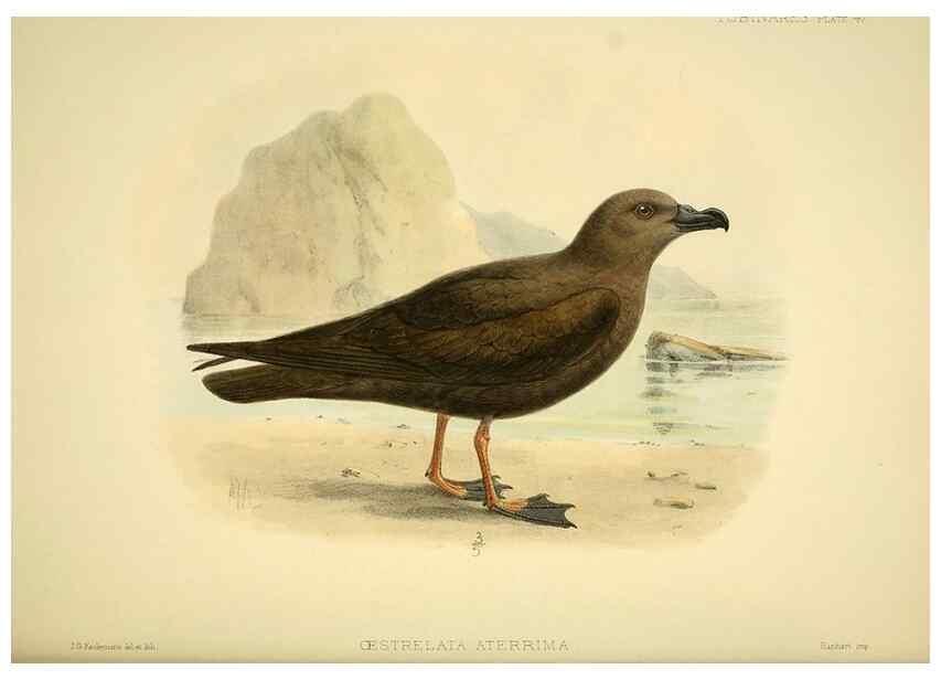 Reproducción/Reproduction 47637898471: A monograph of the petrels (order Tubinares) /. London :Witherby & Co. ...,1907-1910.. 