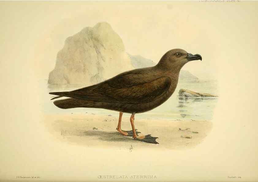 Reproducción/Reproduction 47637898471: A monograph of the petrels (order Tubinares) /. London :Witherby & Co. ...,1907-1910.. 