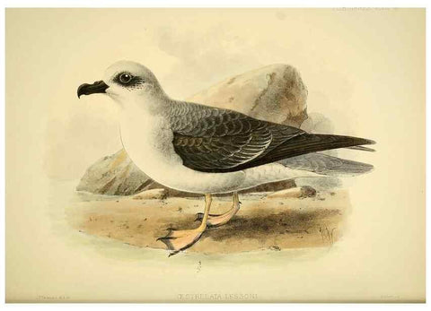 Reproducción/Reproduction 47585107502: A monograph of the petrels (order Tubinares) /. London :Witherby & Co. ...,1907-1910.. 