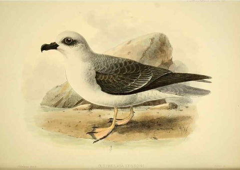 Reproducción/Reproduction 47585107502: A monograph of the petrels (order Tubinares) /. London :Witherby & Co. ...,1907-1910.. 