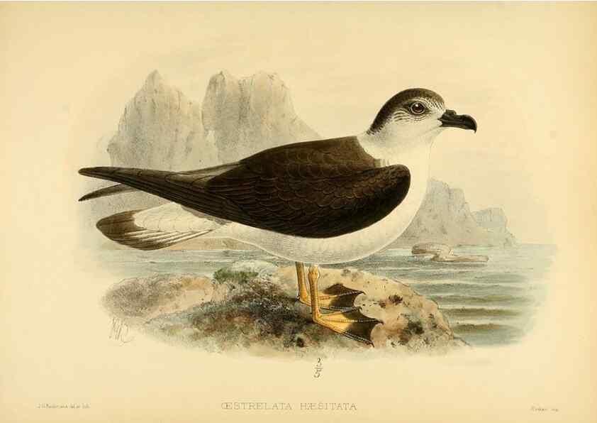 Reproducción/Reproduction 47585108002: A monograph of the petrels (order Tubinares) /. London :Witherby & Co. ...,1907-1910.. 