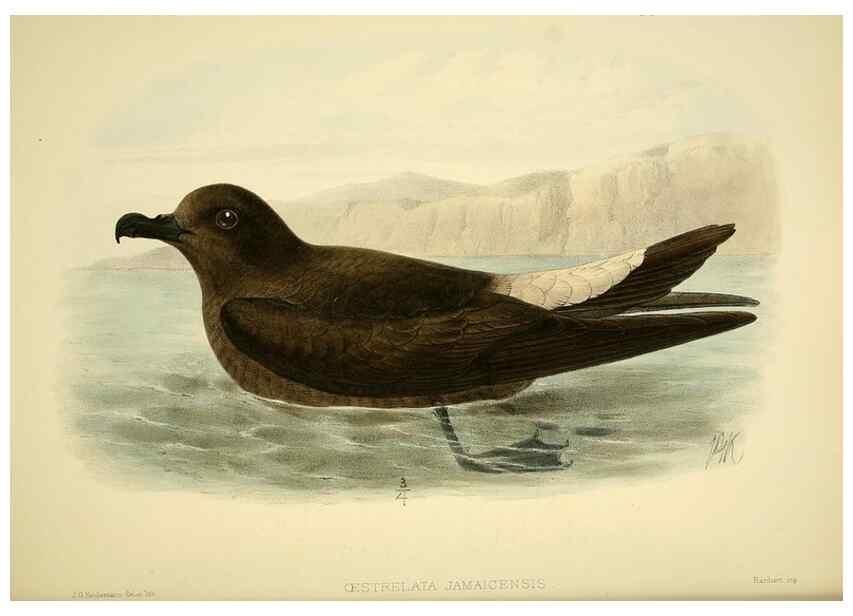 Reproducción/Reproduction 47637900321: A monograph of the petrels (order Tubinares) /. London :Witherby & Co. ...,1907-1910.. 