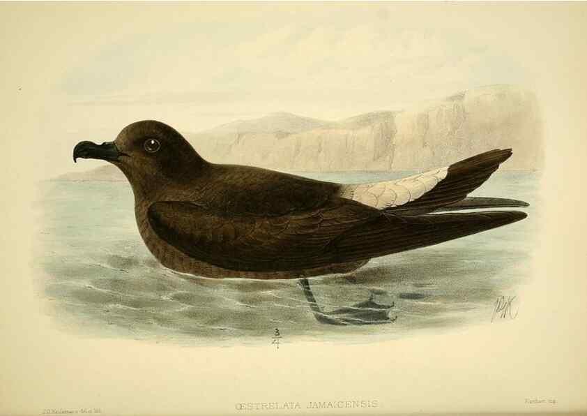 Reproducción/Reproduction 47637900321: A monograph of the petrels (order Tubinares) /. London :Witherby & Co. ...,1907-1910.. 