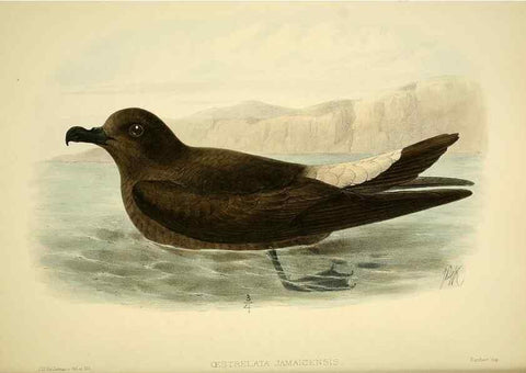 Reproducción/Reproduction 47637900321: A monograph of the petrels (order Tubinares) /. London :Witherby & Co. ...,1907-1910.. 